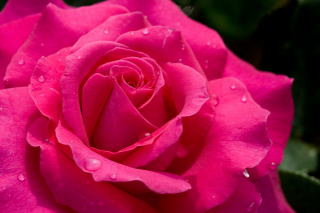 薔薇